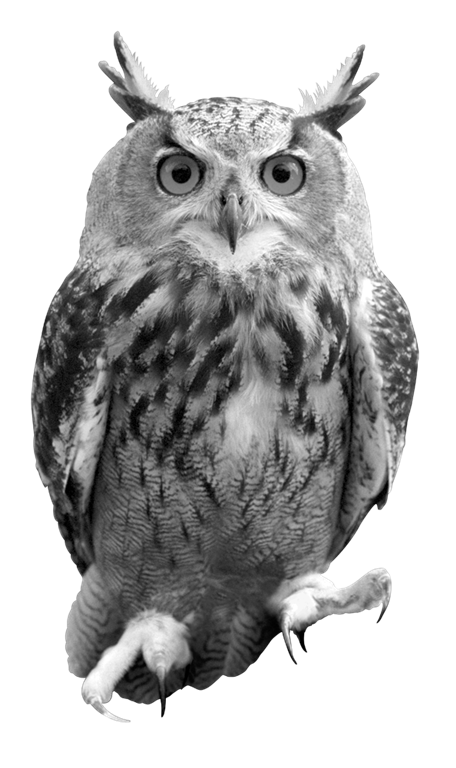 Owls Lodge Shooting School